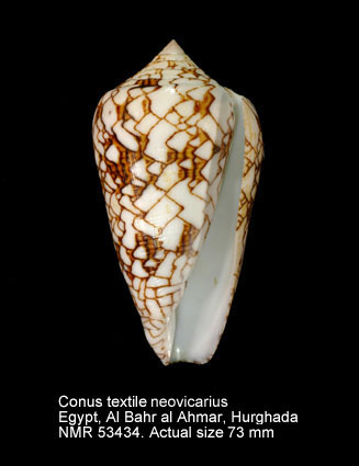 Conus textile neovicarius.jpg - Conus textile neovicariusMotta,1982